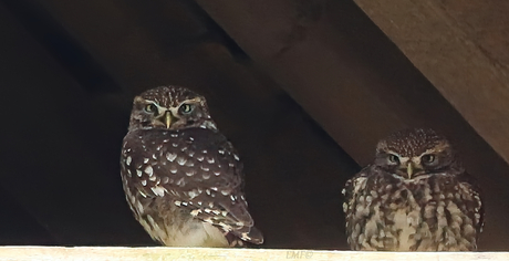 Mr and Mrs Little Owl