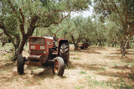 Fiat tractor in olijfboomgaard