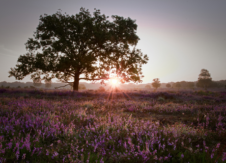 Pink mornings