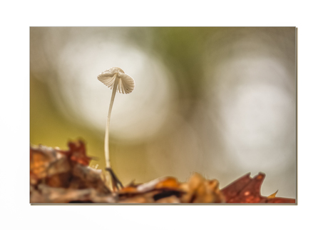 Eenzame paddestoel in herfsttinten