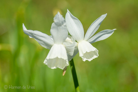 Narcissus 'Thalia'