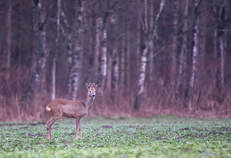 Ree bok met startend gewei 