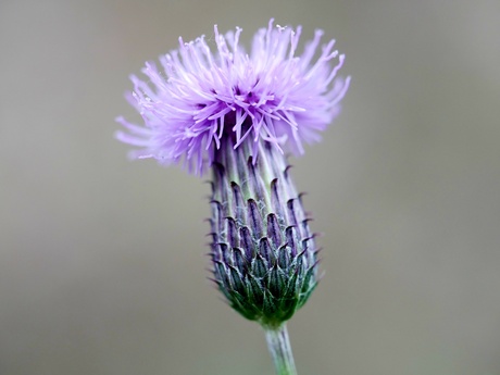 Distel