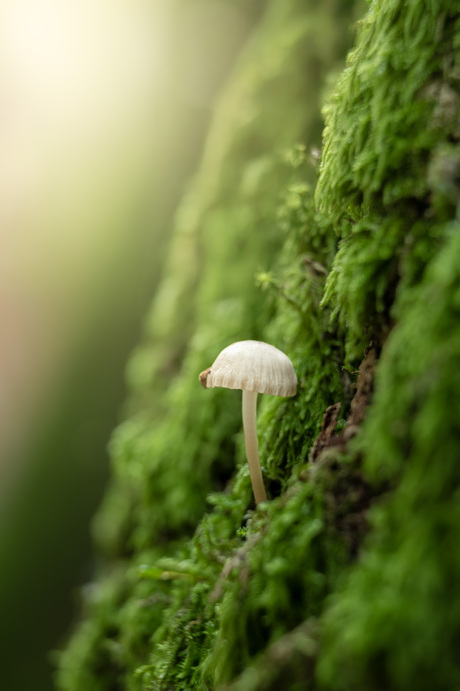 Herfst in het Speulderbos!