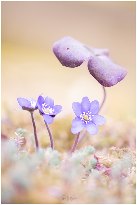 Onder moeders paraplu ☂️🎶🎵 deel I