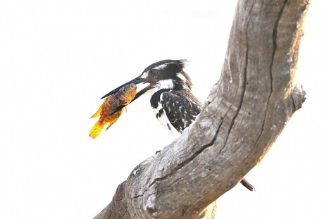 Kingfisher Catch