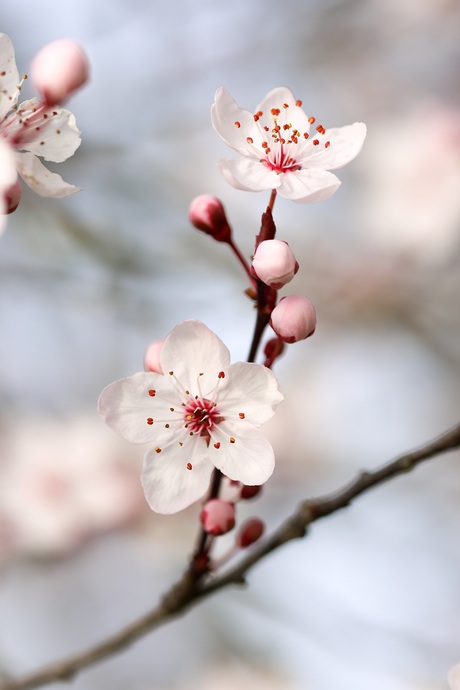 Pruimenbloesem