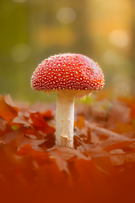 Sprookje in het bos.