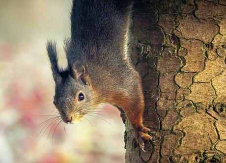 snorremans tegen de boom