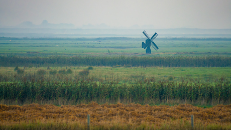 Molentje Texel