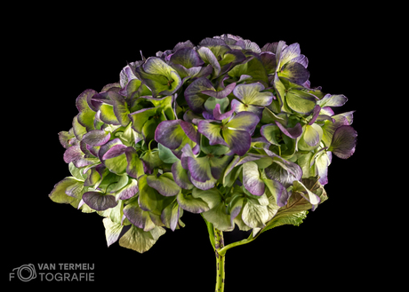 Hortensia aan het eind