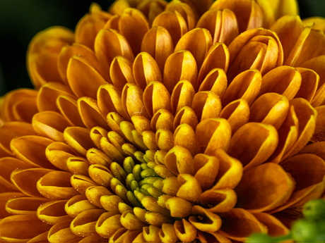 Herfstbloem (chrysant)