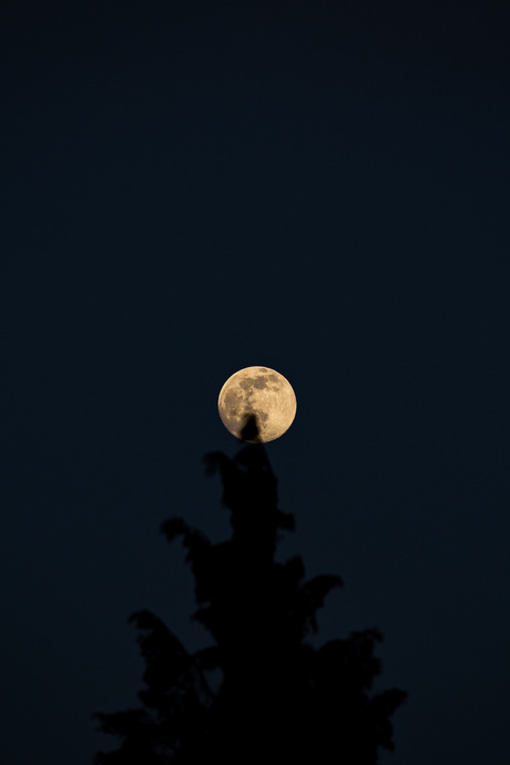 In de maneschijn 🌕