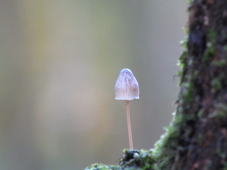 Herfst met miniatuur paddenstoeltjes