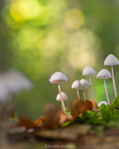 Magische Paddenstoelen
