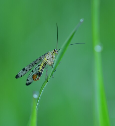 Schorpioenvlieg ♀