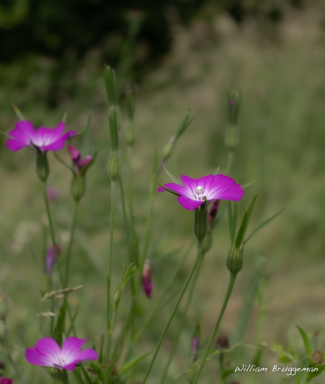 veldbloemen