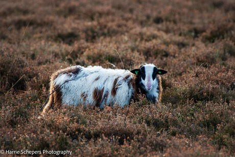 Schaap