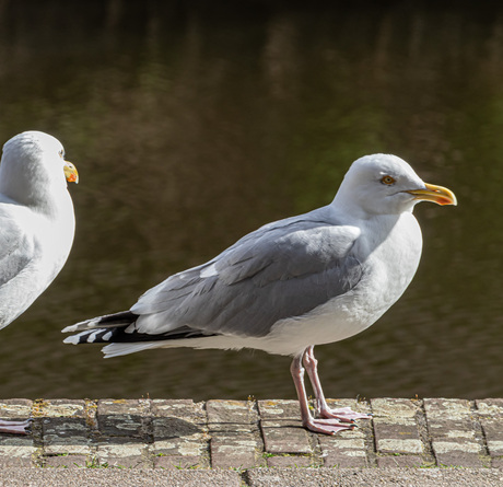 Meeuw in het zonnetje