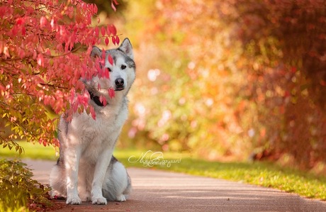 Is het al herfst?