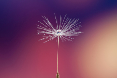 Dandelion II