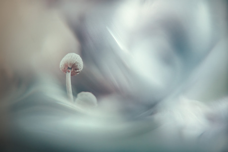 Paddestoeltjes soft pastel 