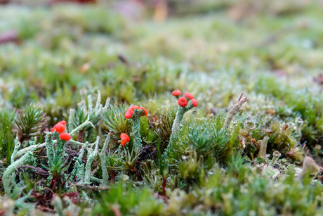 Rood bekermos /Heide lucifer