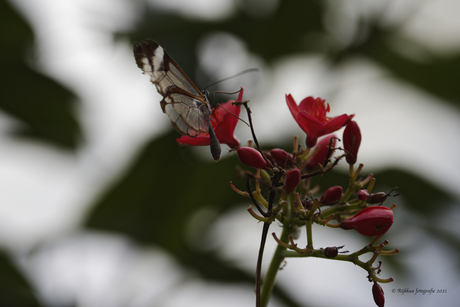 vlinder op bloem