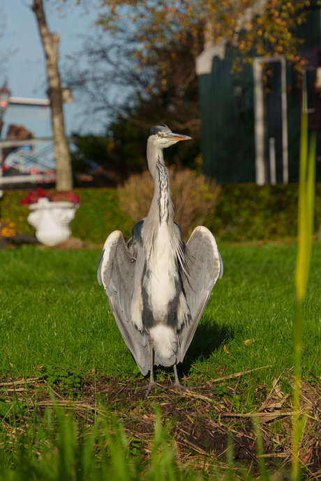 reiger aan het zonnebaden