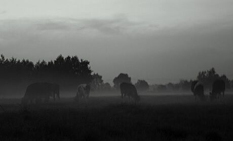 Koetjes in de mist