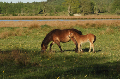 Veulentje