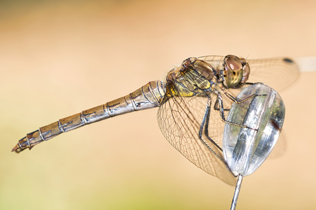 Bruinrode heidelibel