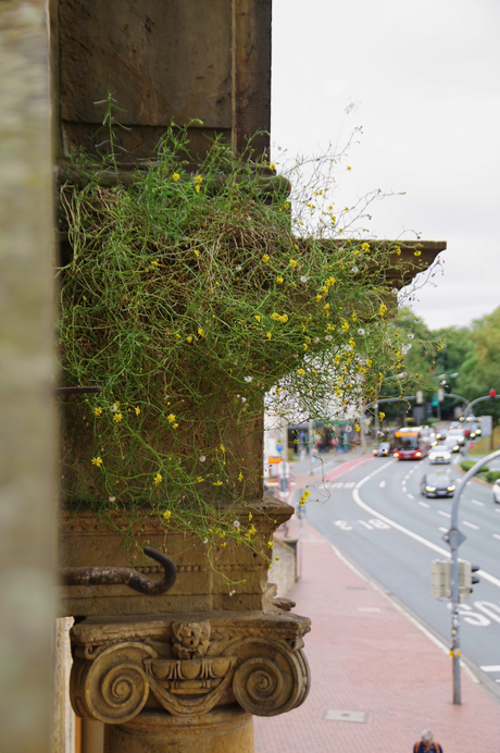 Bezemkruid op de Heger Tor in Osnabrück