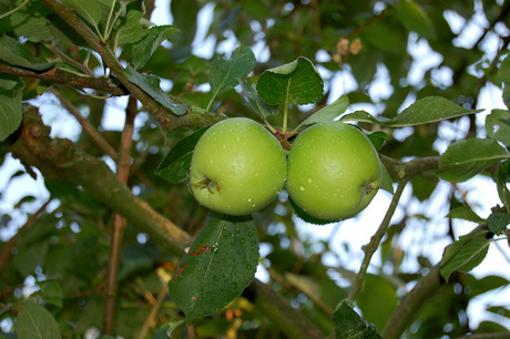 Appeltjes