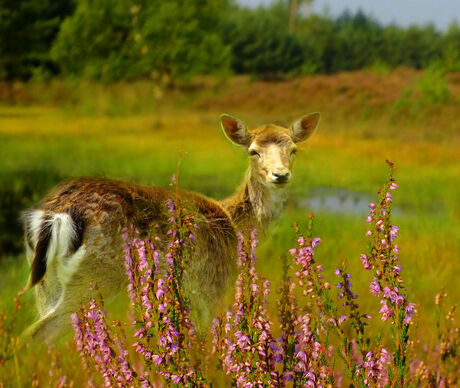 Bambi's vriendinnetje Feline