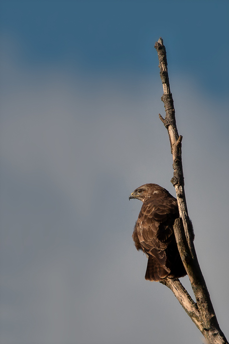 Buzzard