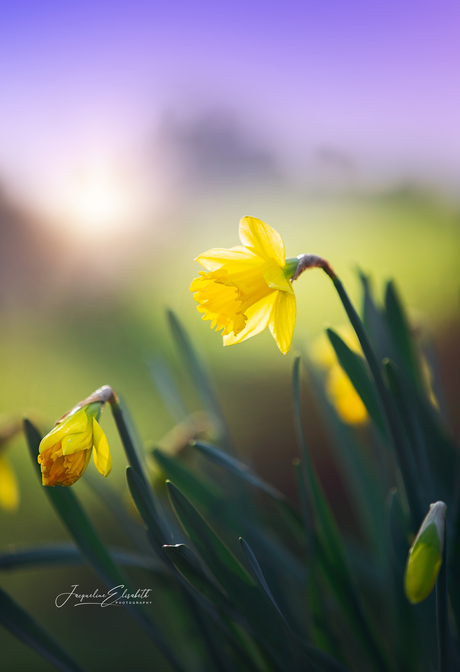 In fields brushed with light, daffodils softly awaken.