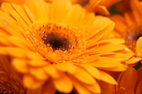 gerbera oranje