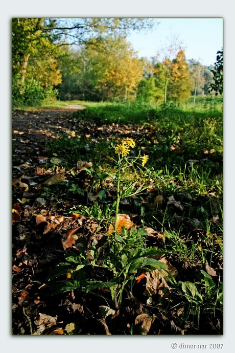 Zomerbloem in de herfst!!