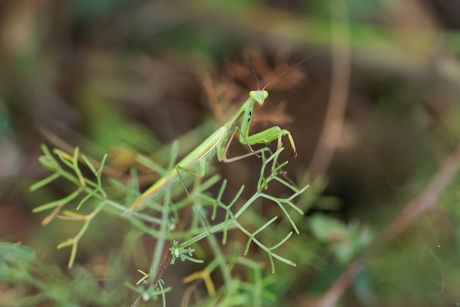 Jager gaat op in haar omgeving