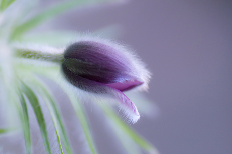 Hairy beauty