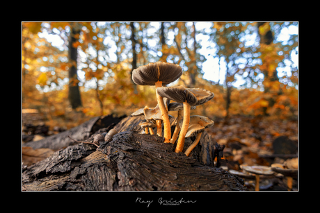 Mushrooms from the Kempen part 2