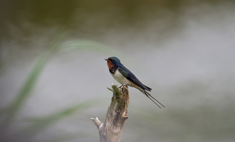 Water, wind en riet