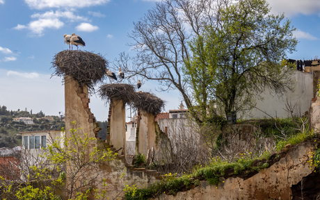 Nestdrang