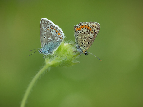 Samen