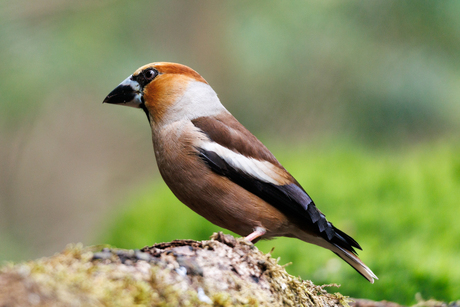 Appelvink