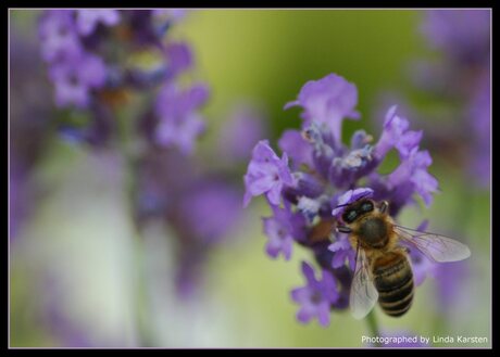 On a purple flower