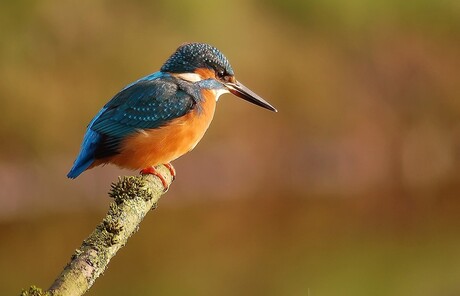 Kingfisher