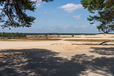 Zand en bomen