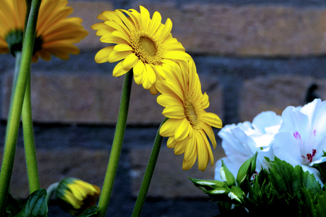 Gerbera
